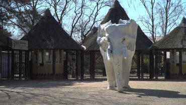 De politie heeft een man van 25 uit Eemnes aangehouden op verdenking van brandstichting bij Safaripark Beekse Bergen.