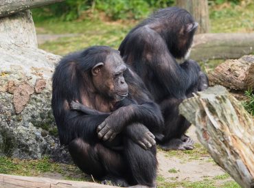 Chimpanseetje geboren in Beekse Bergen - Beide chimpansees maken het goed