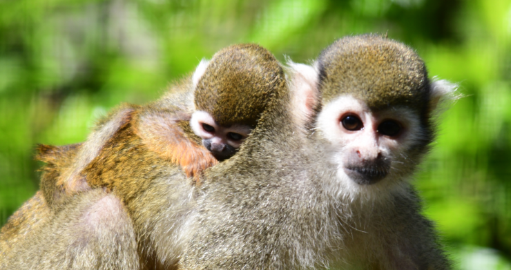 Doodshoofdaapje geboren in Dierenpark De Oliemeulen - foto doodshoofdaapjes