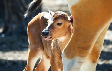 De banteng die onlangs in de Beekse Bergen is geboren is een mannetje genaamd Arthur. Volgens dierenverzorgster Yvonne Vogels doet het kalf het goed.