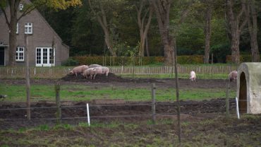 De term ‘Herenboer’ ken je wellicht uit de geschiedenisboeken. Het personeel van zo'n boer bekommerde zich over de oogst, terwijl de ‘heer’ liever alleen de figuurlijke vruchten plukte. Op de moderne variant van de herenboerderij gaat het er iets anders aan toe. De boerderij wordt gepacht door een coöperatie.