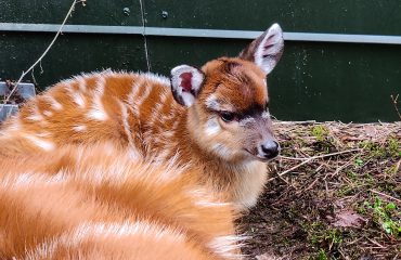 Op 15 januari viert Safaripark Beekse Bergen met de komst van een sitatoenga de eerste geboorte van het jaar.