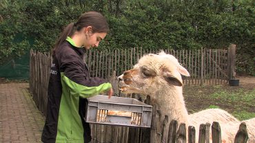 Het geld dat dierenpark De Oliemeulen wil ophalen in de actieweek die van start is gegaan is nodig om 750 dieren in het park te kunnen blijven verzorgen.