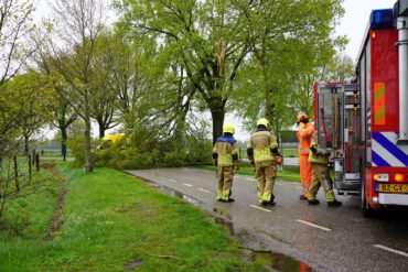 De boom waarbij de bliksem insloeg.