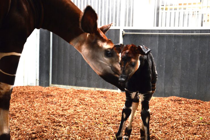 baby okapi beekse bergen