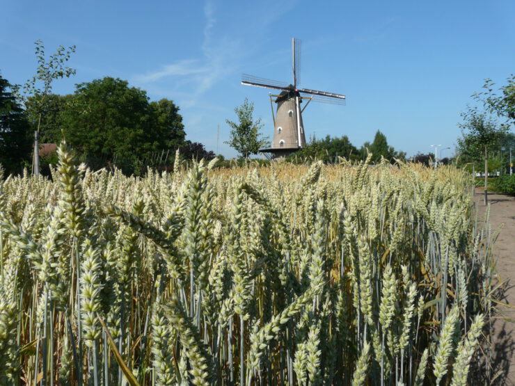 Kerkhovense Molen